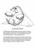 borotalpa